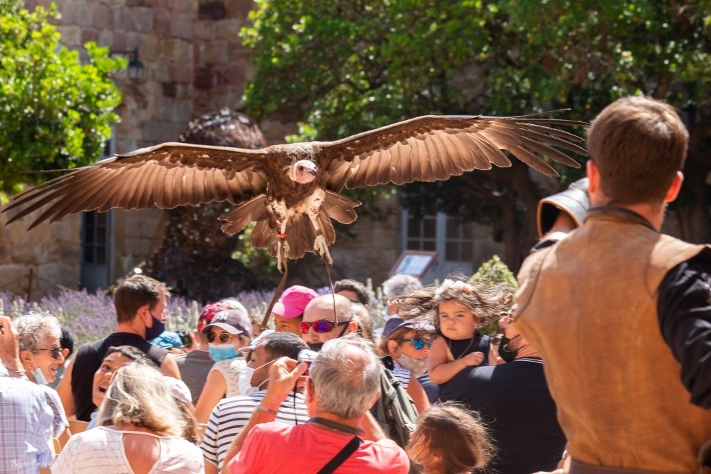 ailes d'urga festisal salera rapaces